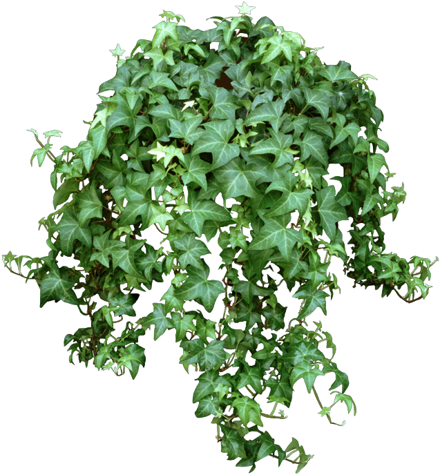 English Ivy Png (637x688), Png Download