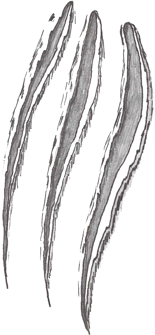 Claw Scratches Png File - Cats Scratch Clip Art (894x1237), Png Download