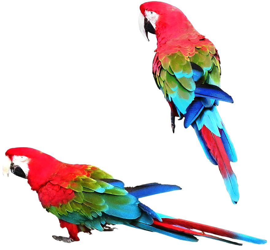 Colorful Parrot Png Image - Parrot Png (935x935), Png Download
