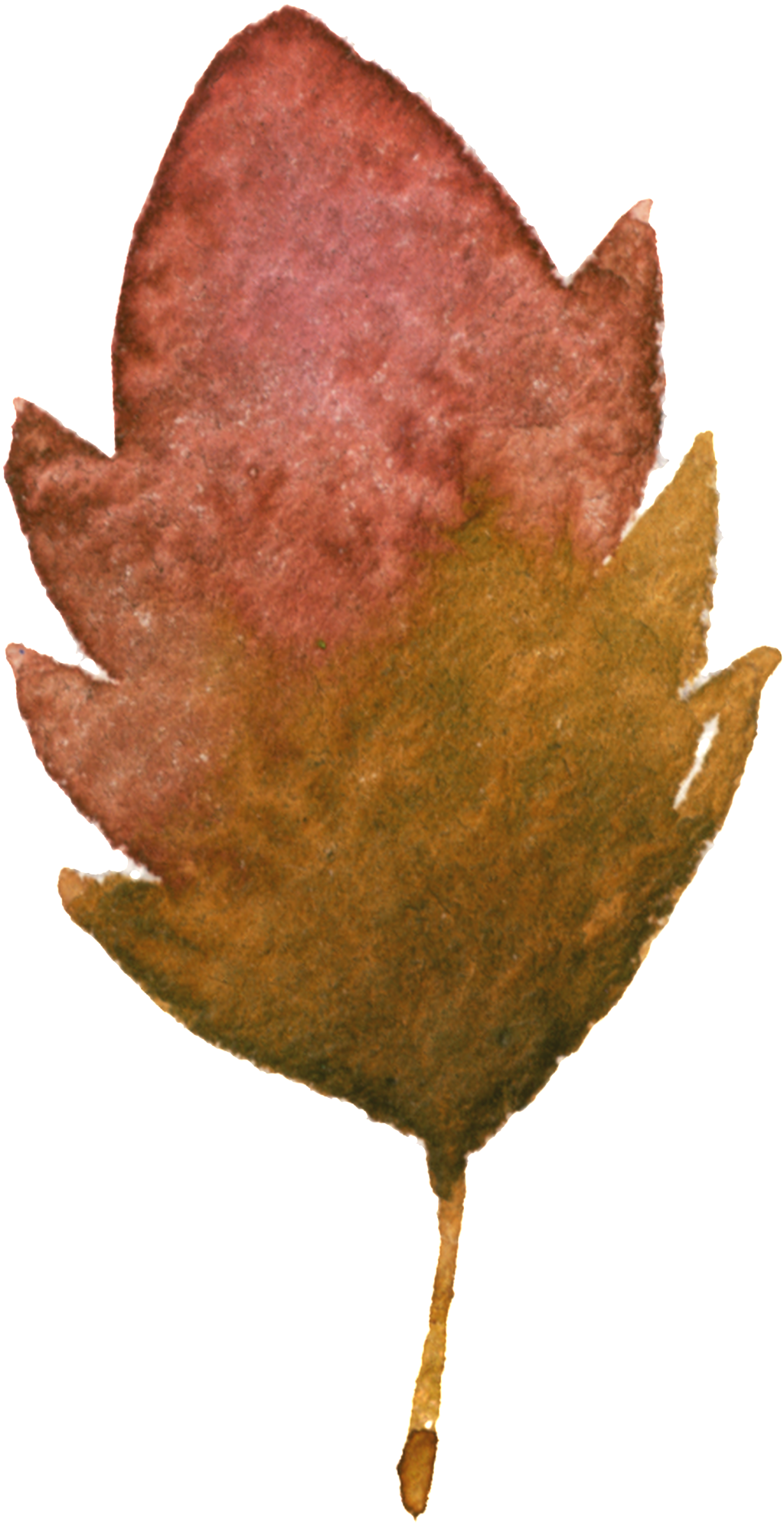This Graphics Is Withered Yellow Maple Leaf Transparent - Leaf (1024x1993), Png Download
