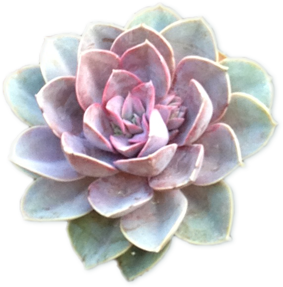 Section Succulents Cutout2 - Purple Blue Succulent Transparent (620x645), Png Download