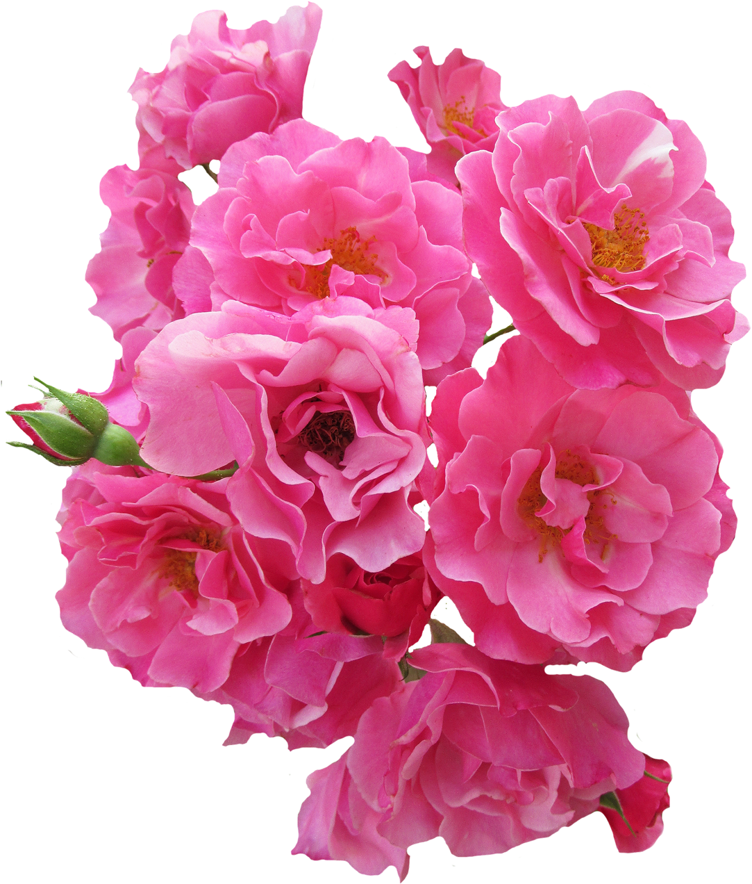 Bunch Pink Rose Flower Png Image - Flores Rosadas En Png (1150x1382), Png Download