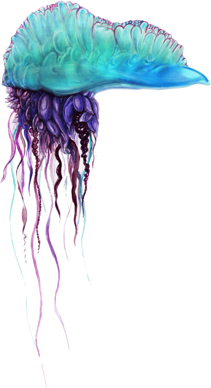 Free Png Blue Bottle Jellyfish Png Pics Png Images - Physalia Utriculus (480x881), Png Download