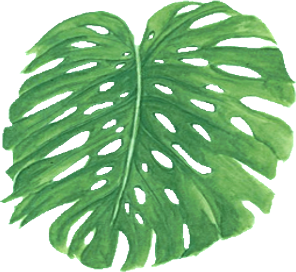 Palm Leaf (1024x1024), Png Download