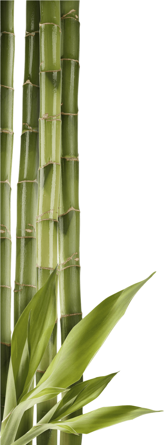 Bamboo Left Side - Cozime Adults Breathable Slow Rebound Silica Gel Memory (1000x1505), Png Download