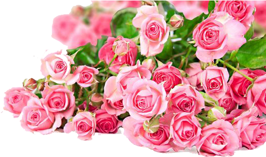 Roses Photos Mart - Pink Rose Full Hd (564x317), Png Download