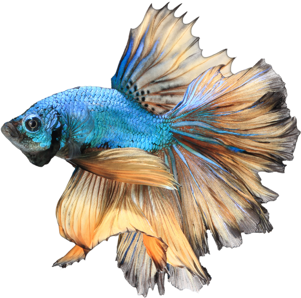 Betta Png Free Download - Betta Png (1024x1024), Png Download
