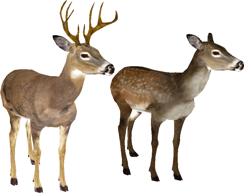 Whitetail Deer Head Png - Imágenes De Venados Png (889x774), Png Download
