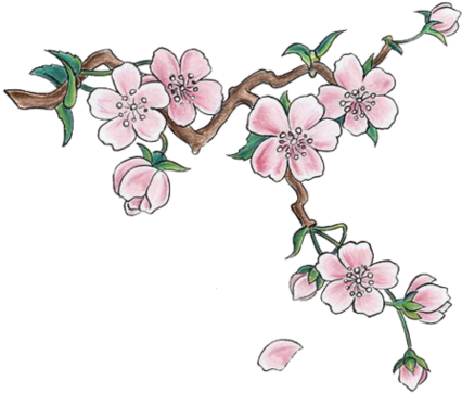 Cherry Blossoms - Cherry Blossom Png (476x480), Png Download