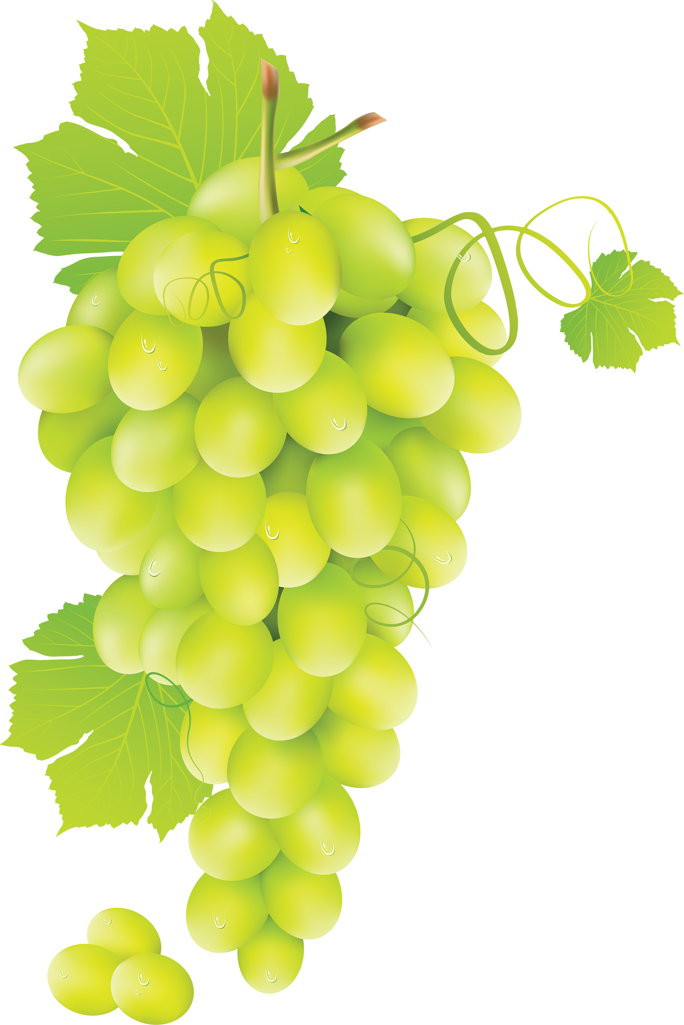 Grape Vine Png Hd Free Transparent Grape Vine Hd (2384x3570), Png Download