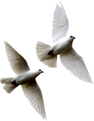 White Birds Flying Png White - Doves Flying Png (311x400), Png Download