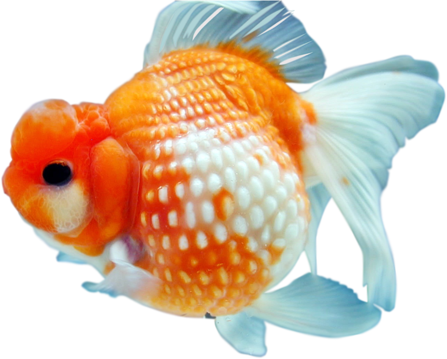 Goldfish Png Free Download - Goldfish Png (1054x758), Png Download