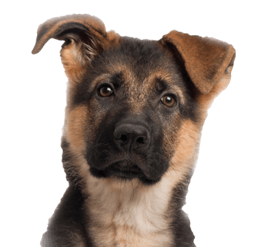 Young German Shepherd - Cute German Shepherd Png (400x400), Png Download