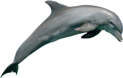 Dolphin Png Image - Dolphin Png (500x338), Png Download