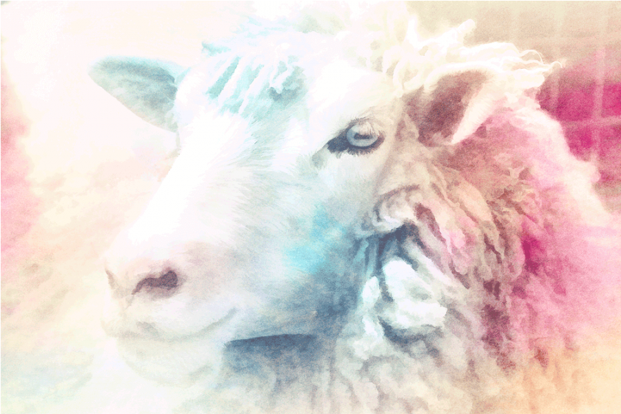 Watercolor Sheep Watercolor Sheep Watercolor Sheep - Sheep (900x900), Png Download