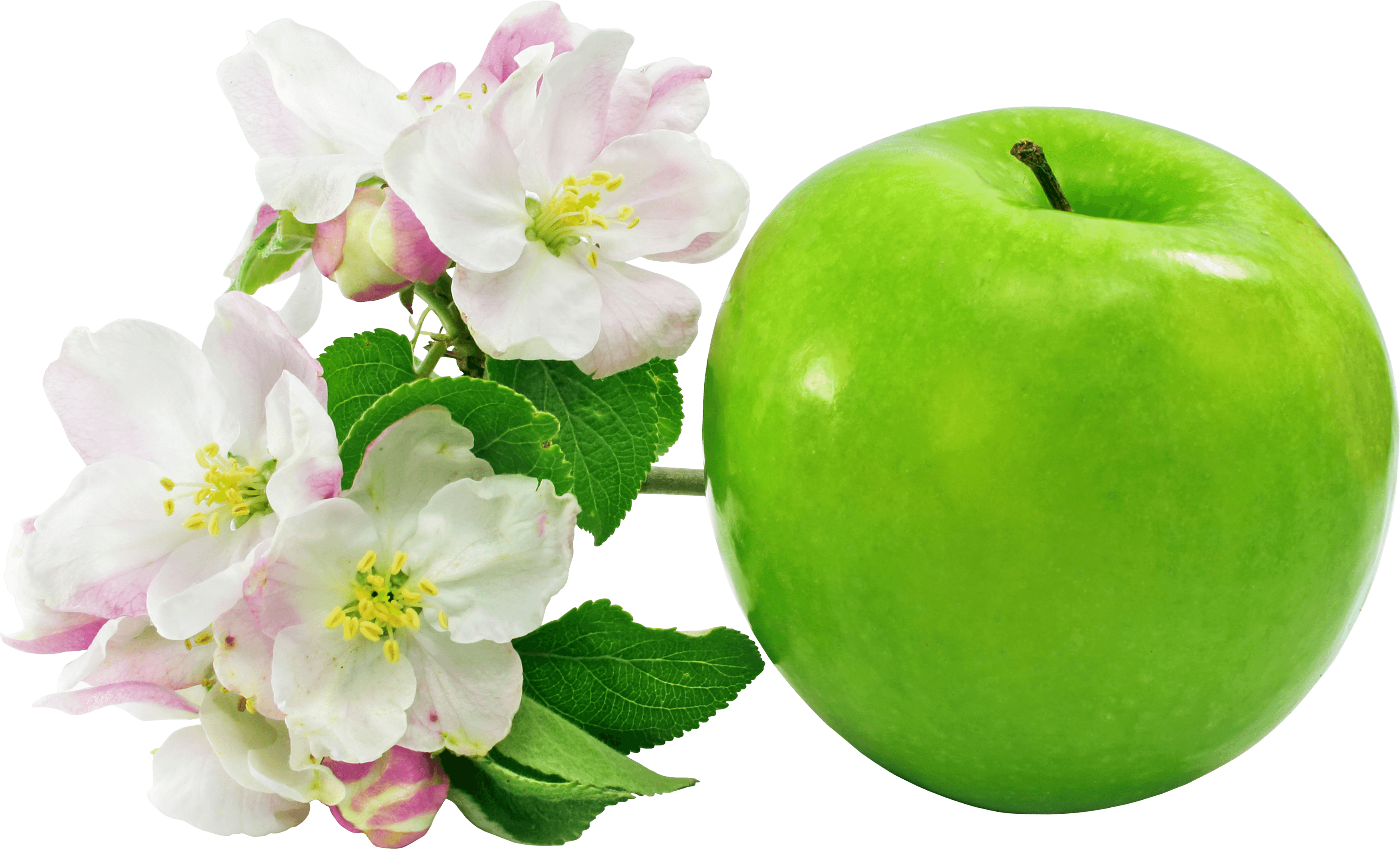 Flower Of Apple Fruit (3495x2119), Png Download