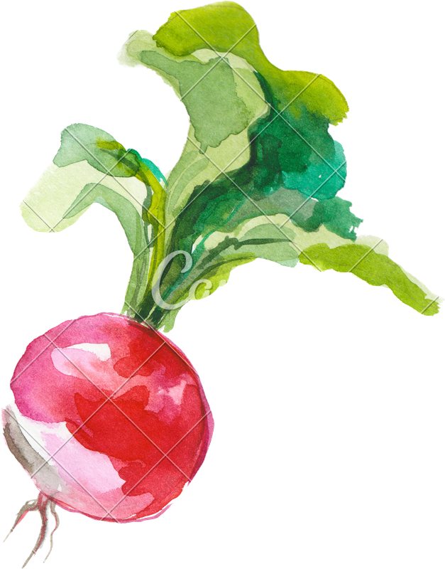 Png Stock Radish Photos By Canva - Radish Watercolor (627x800), Png Download