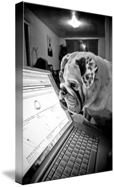 Norfolk, Virginia // As Liz Surfs Amazon For Christmas - Bulldog (399x650), Png Download