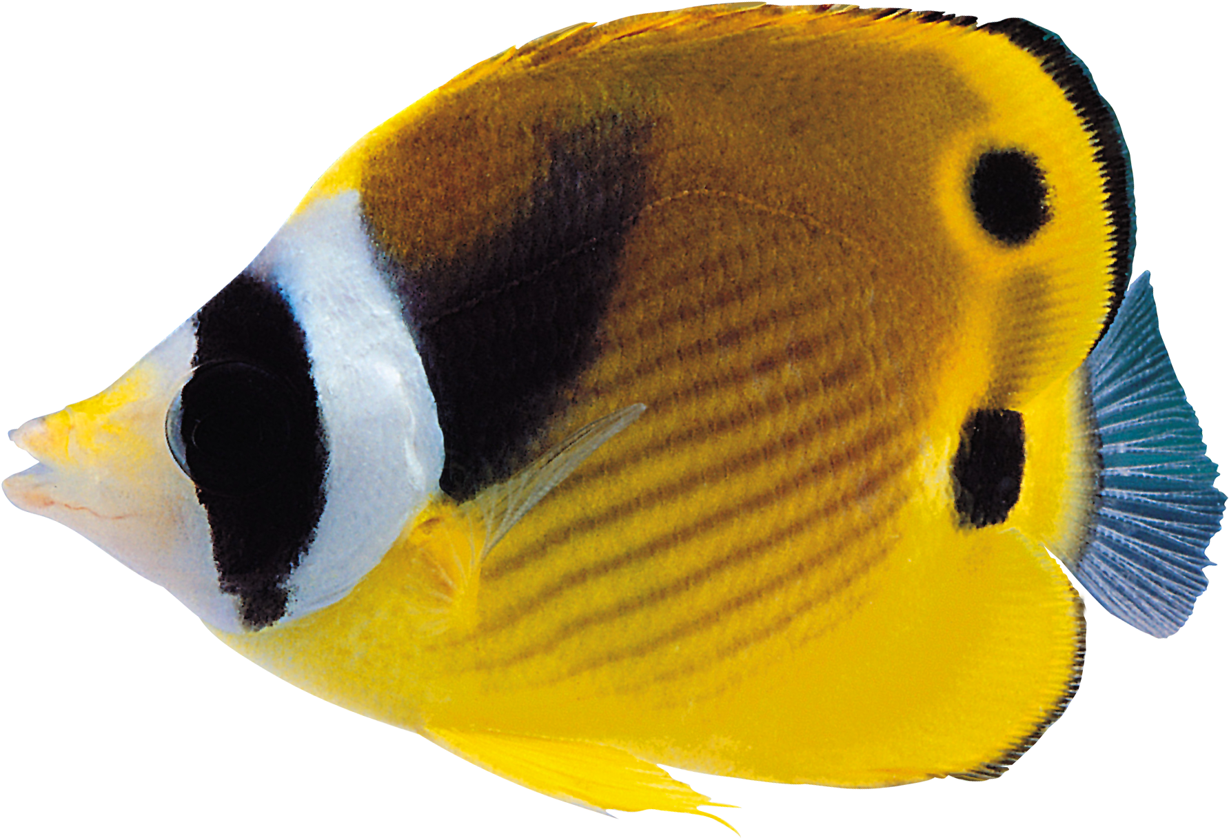 Coral Reef Fish Png (1842x1279), Png Download