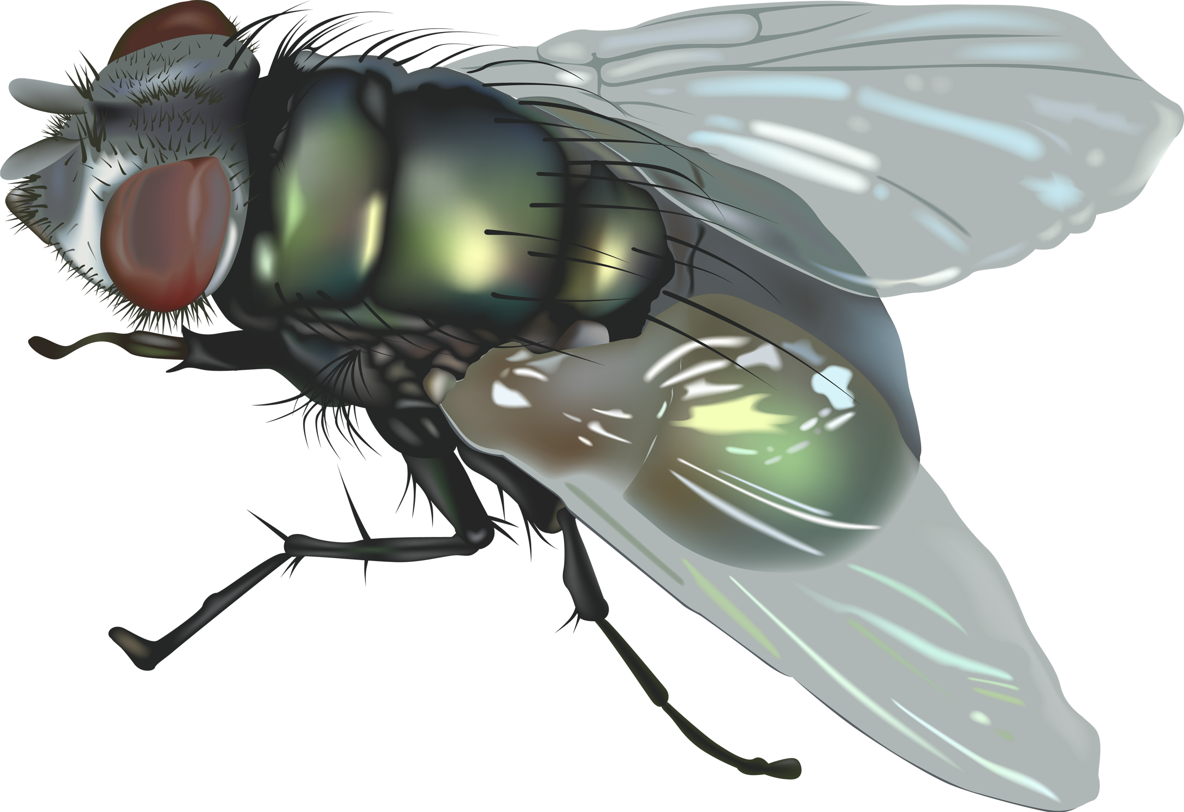 Fly Png (2400x1647), Png Download
