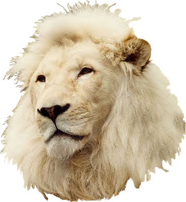 White-lionhead - Masai Lion (368x400), Png Download