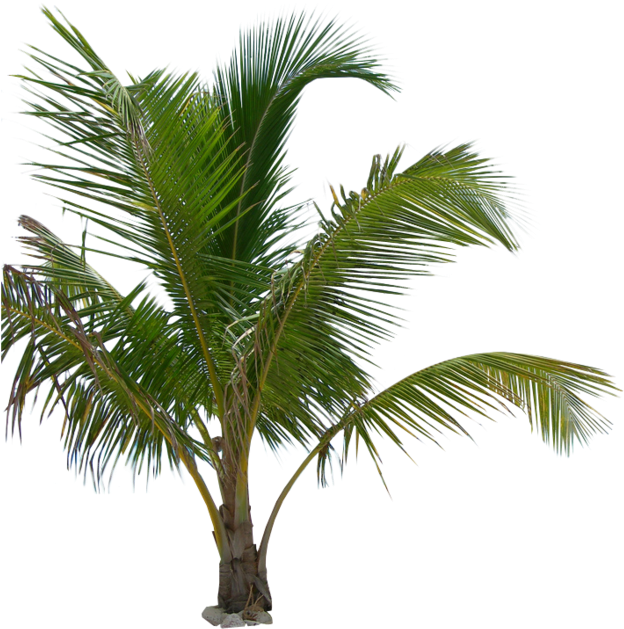 Free Icons Png - Palm Tree Plant Png (900x675), Png Download