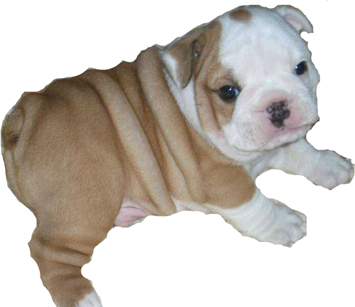 Bulldog Free Png Transparent Bulldog - Bulldog Png (800x600), Png Download
