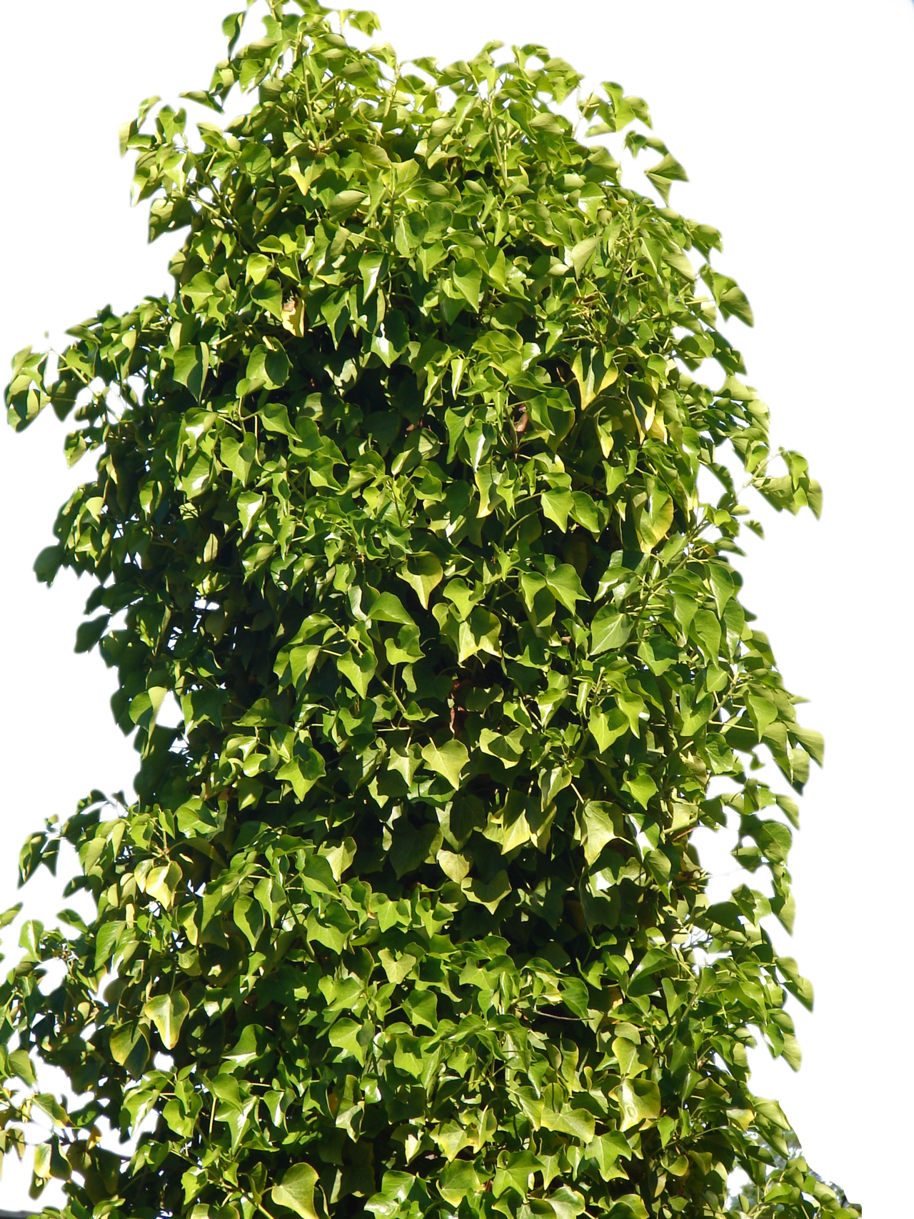 Free Icons Png - Bush Png (1280x1707), Png Download