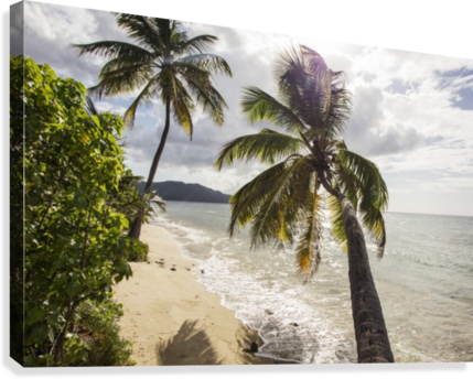 Two Palm Trees On The Beach With Sun Flare - Beach (429x344), Png Download