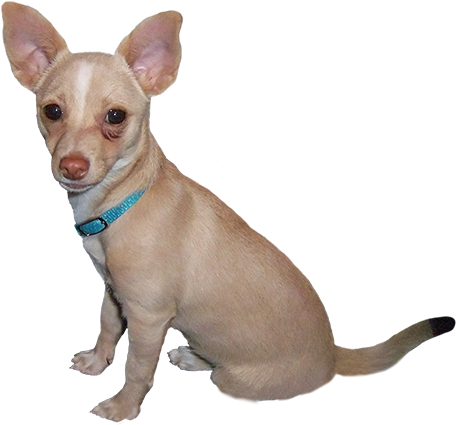 Dog Clip Art - Small Dog Clip Art (472x444), Png Download