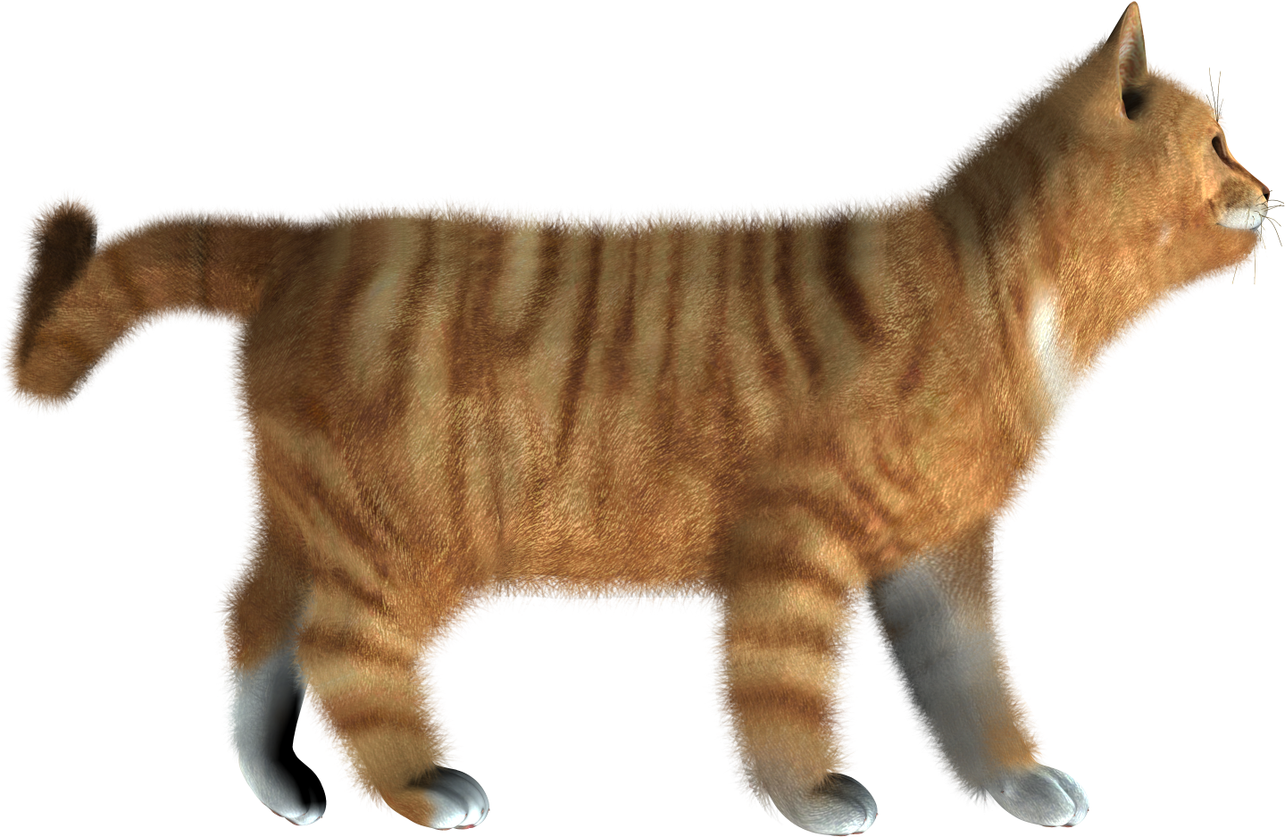 Kitten Png Pic - Cat Hd Images Png (1490x1520), Png Download