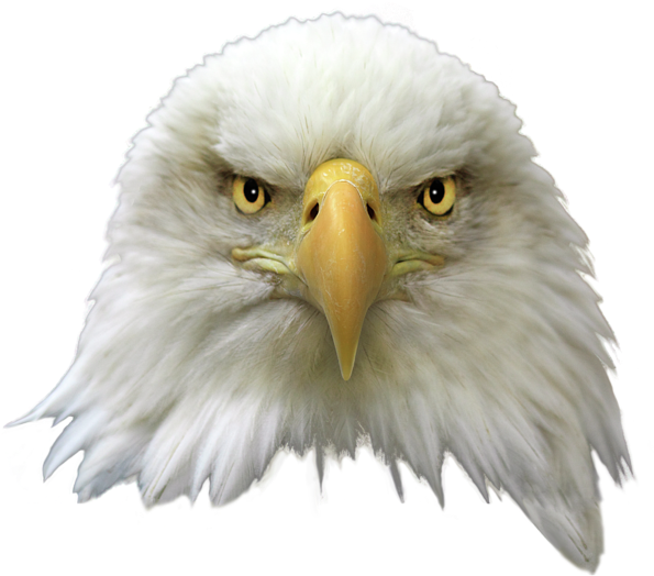 Bald Eagle Png Transparent Image - Bald Eagle Head Transparent (600x567), Png Download