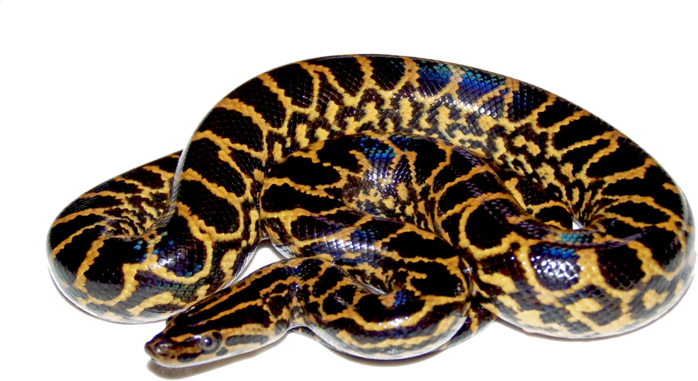 Anaconda Png Hd - Anaconda Png (1024x640), Png Download