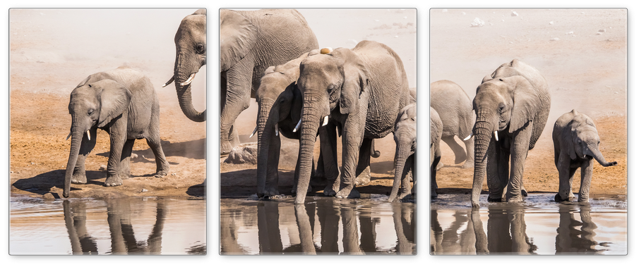 Black And White Elephant Animals Canvas Wall Art Modern (1024x1024), Png Download