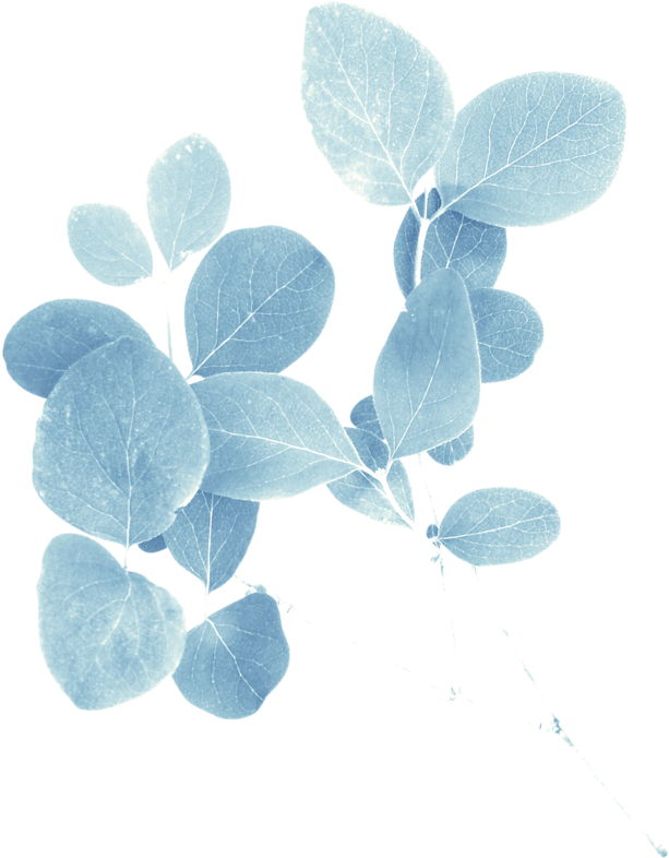 Element Ladypapillon ❤ Liked On Polyvore Featuring - American Aspen (641x800), Png Download