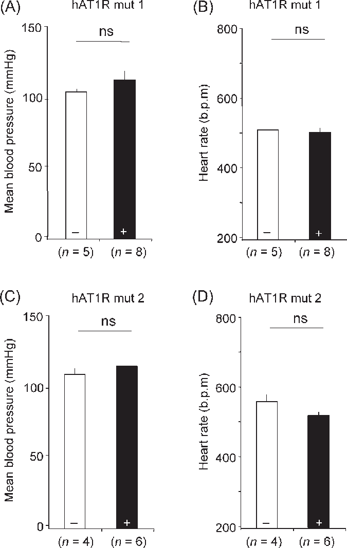 Telemetry Recording Of Blood Pressure And Heart Rate - Myosin Light-chain Kinase (675x1067), Png Download