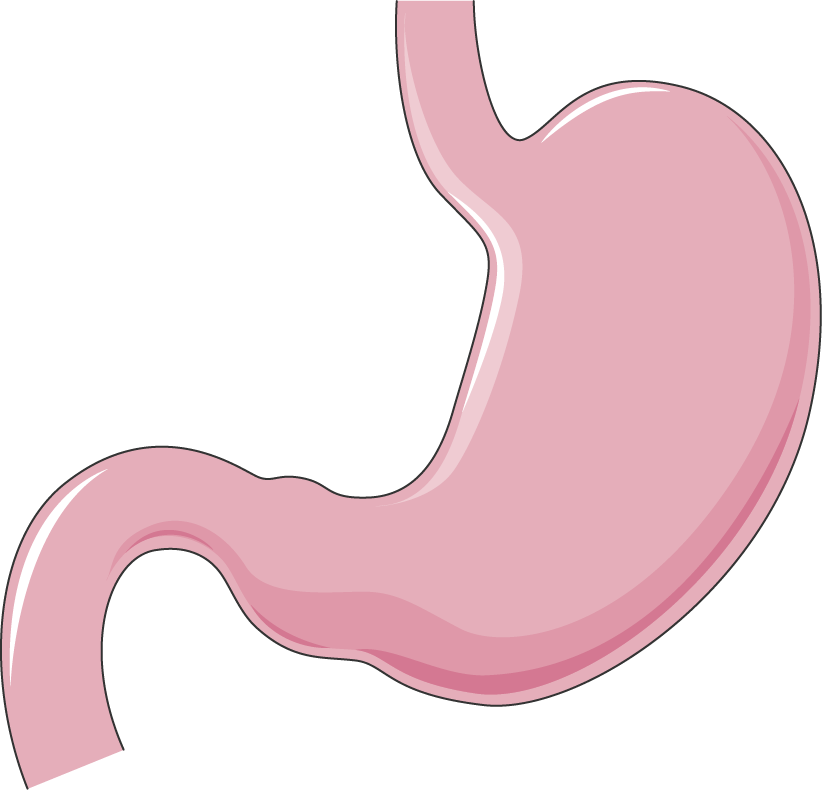 Stomach (680x654), Png Download