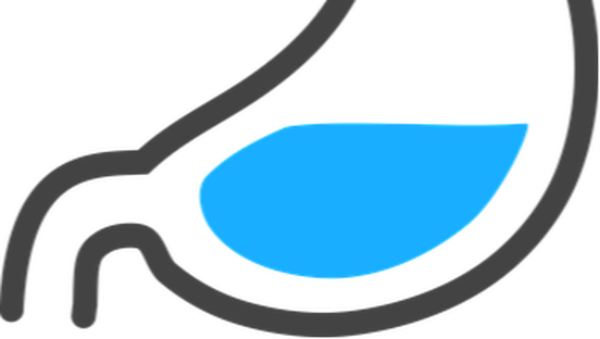 Stomach (552x312), Png Download
