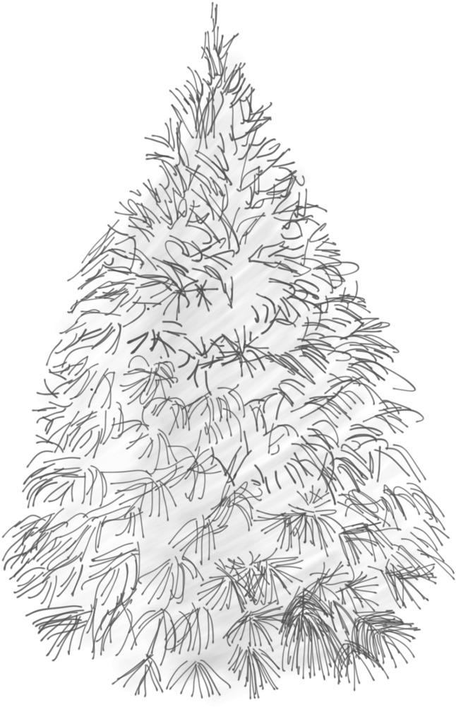 White Pine Sketch (676x1024), Png Download