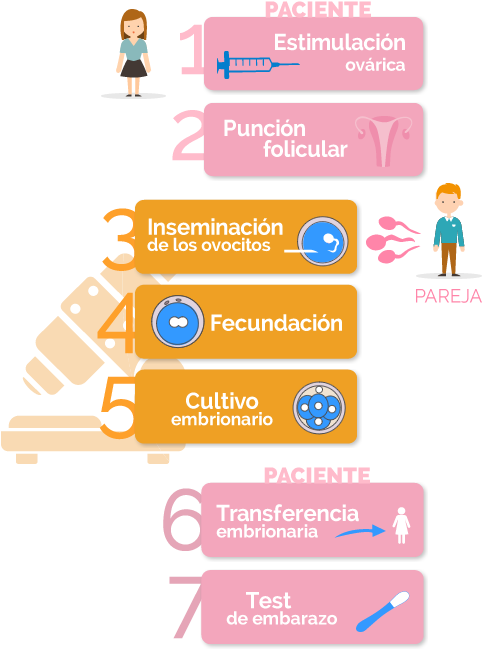 Fases De La Fecundación In Vitro Con Semen De La Pareja (500x680), Png Download
