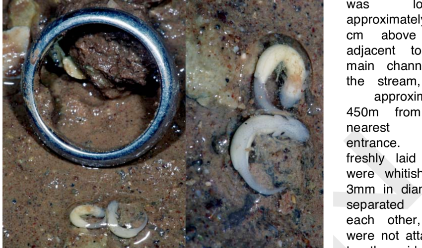 Developing Larvae Of The Cave Salamander, Eurycea Lucifuga, (850x501), Png Download