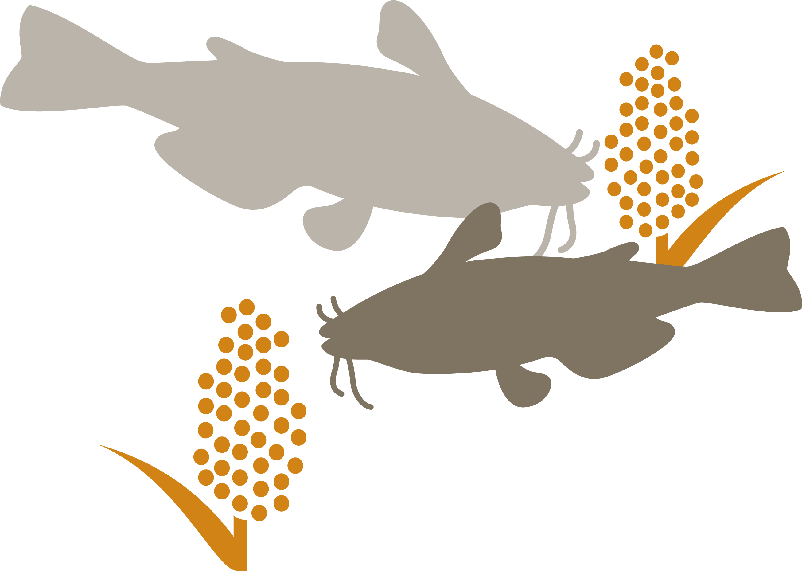 Catfish (2612x1859), Png Download