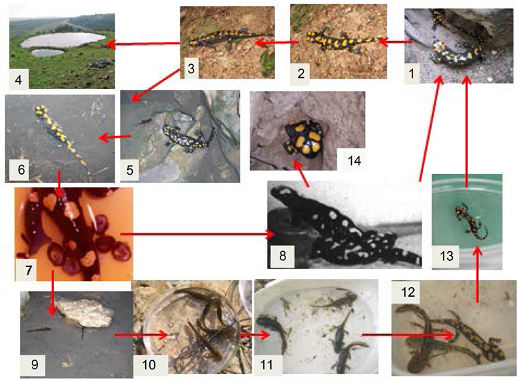 Life Cycle Of Salamandra Infraimmaculata Along The (903x551), Png Download