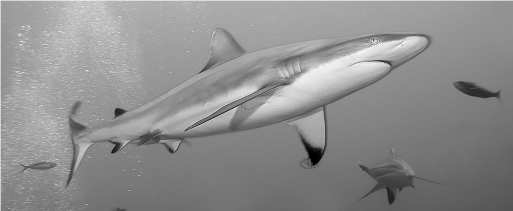 Sharks (1000x1000), Png Download