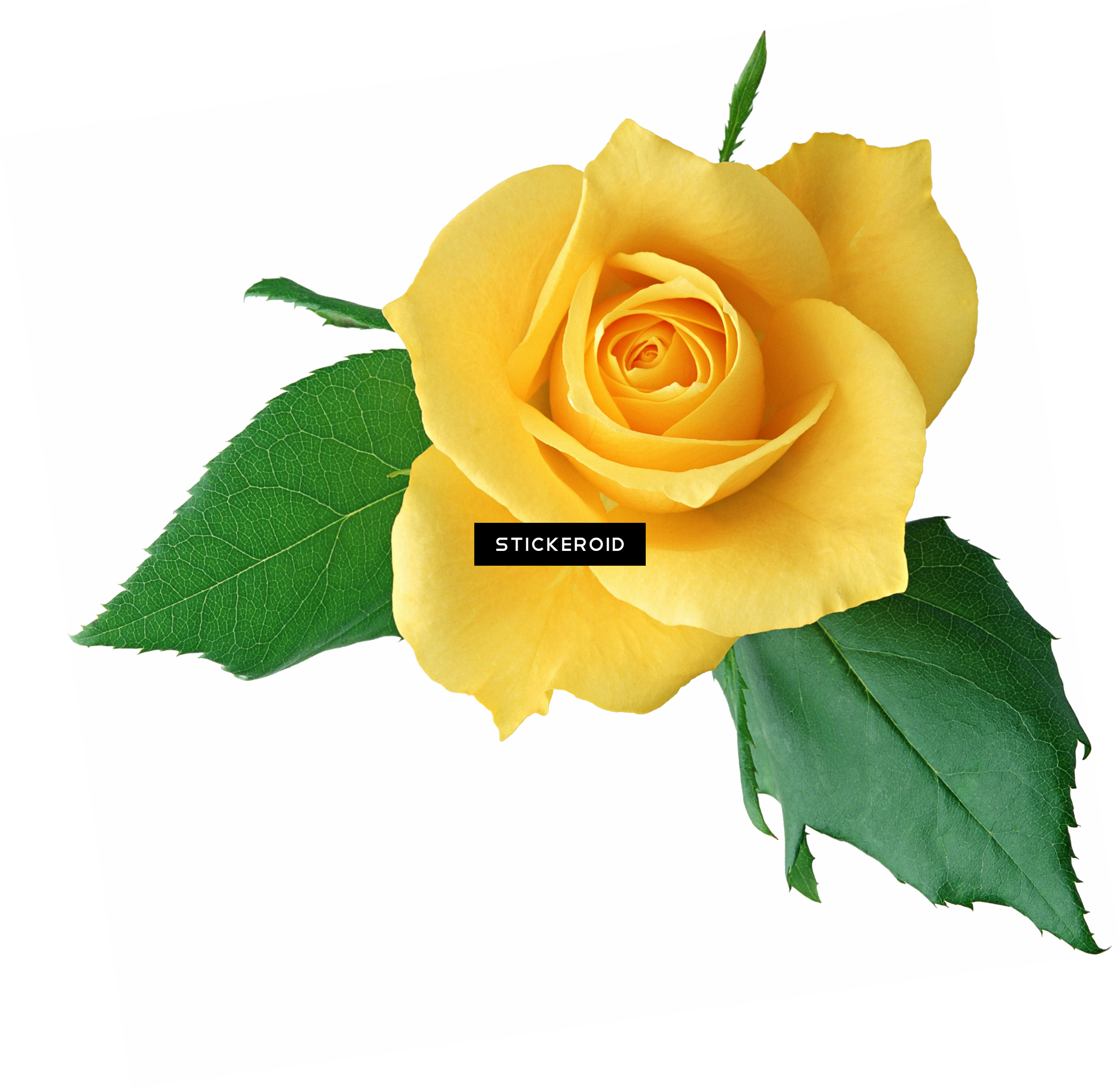 Yellow Rose Flowers (2352x2285), Png Download