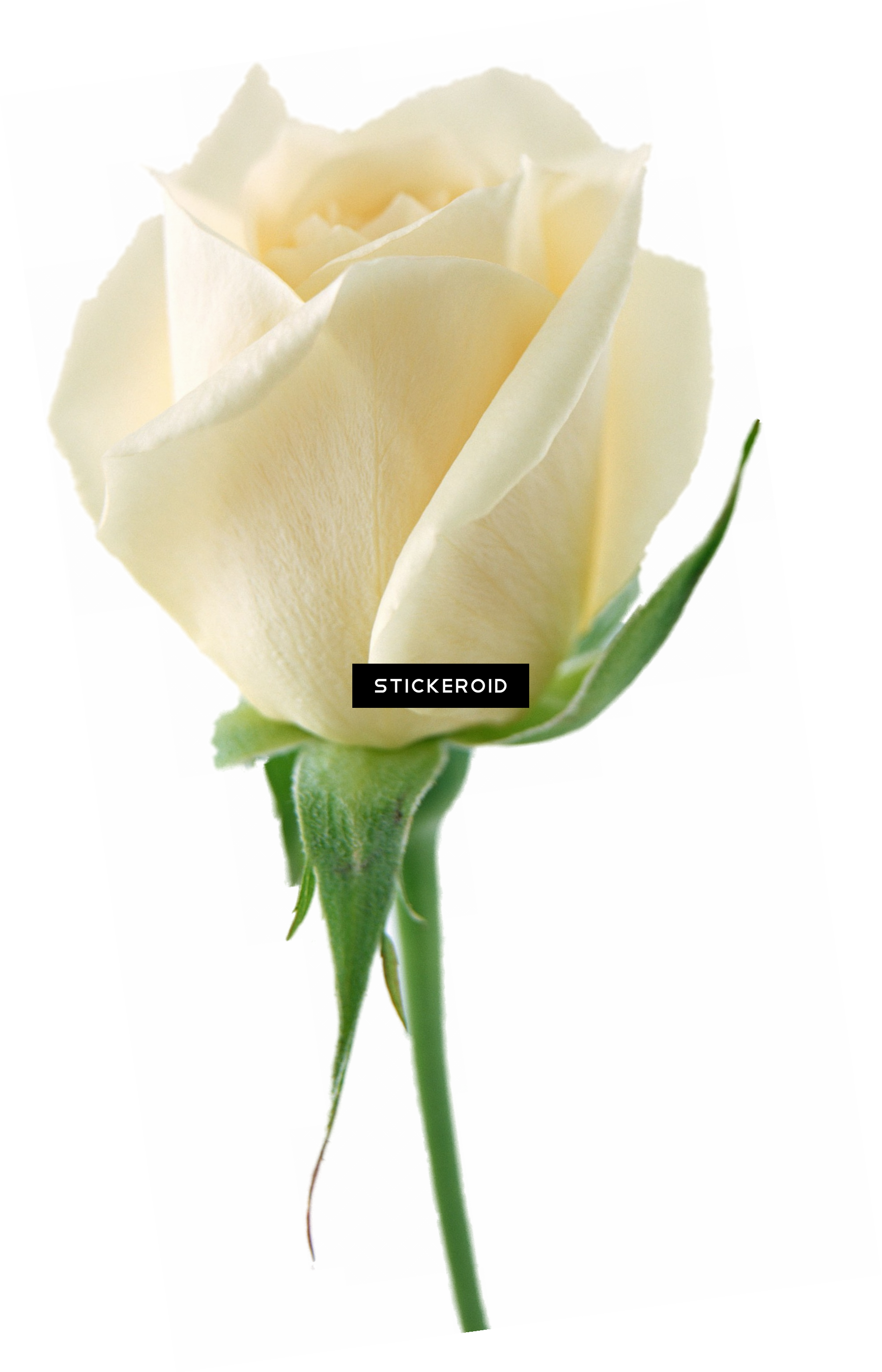White Rose Flower White Rose Roses (1795x2793), Png Download