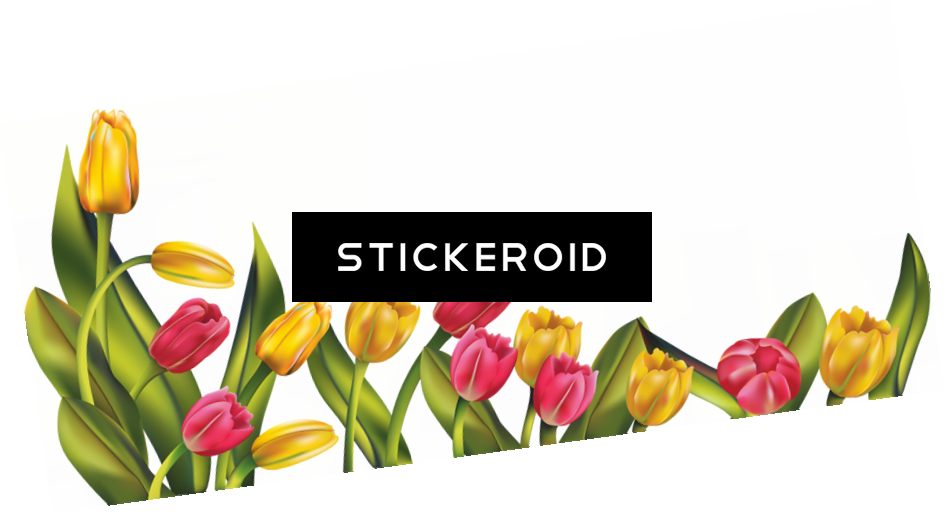 Tulip Flower (945x515), Png Download