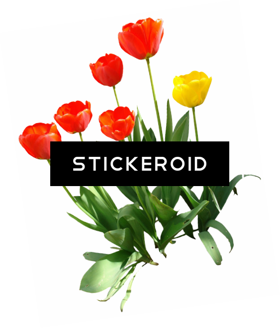 Tulip Flower (563x661), Png Download