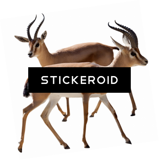 Gazelle (558x564), Png Download