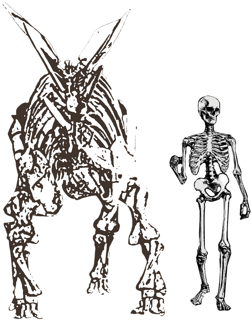 Stegosaurus Stenops (875x1121), Png Download
